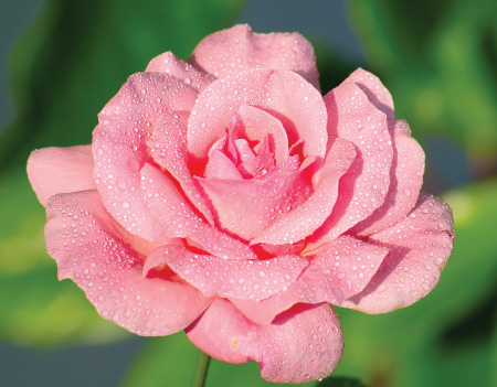 “¿Cuánta ciencia esconde un simple acto poético?”