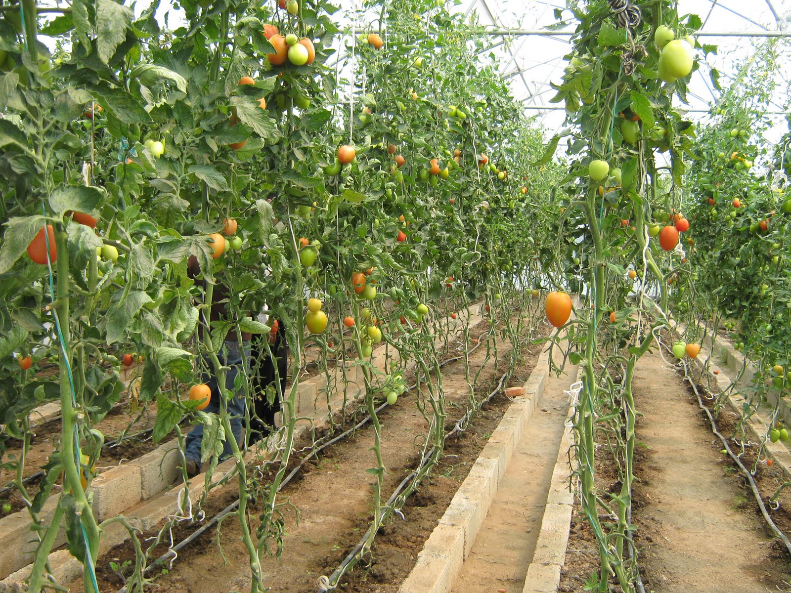 Los Huertos Familiares: Autoconsumo sustentable