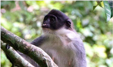 Redescubren en la jungla de Indonesia un mono ‘extinto’