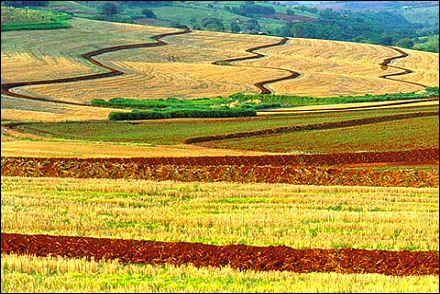 Agricultura, principal sector de la Bioeconomía en Brasil
