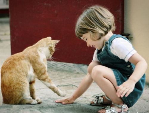 Para saber más de inteligencia felina