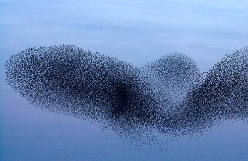 Algo acerca de la belleza sincrónica de las parvadas…