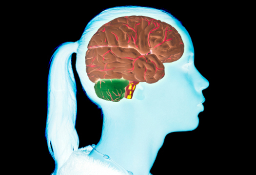 El complejo cerebro adolescente