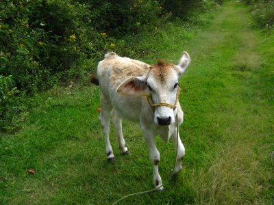 Dichos y refranes: Becerros-Besos
