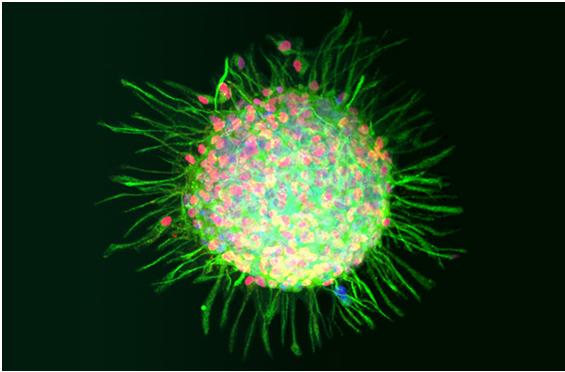 Células madre humanas capaces de restaurar la memoria