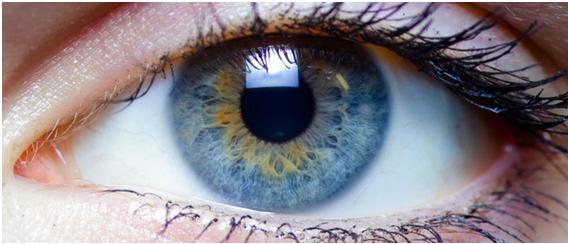 Biólogos hacen crecer un precursor de ojo humano con células madre