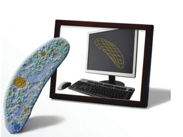 ¿El Surgimiento de la Biología Celular Virtual? Investigadores crean un modelo virtual de un organismo