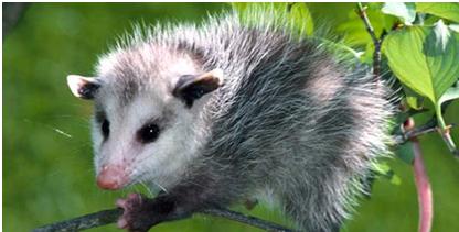 Las especies que nos rodean