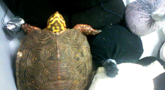 Asegura la Profepa en el AICM un total de 322 tortuguitas de especies en peligro de extinción