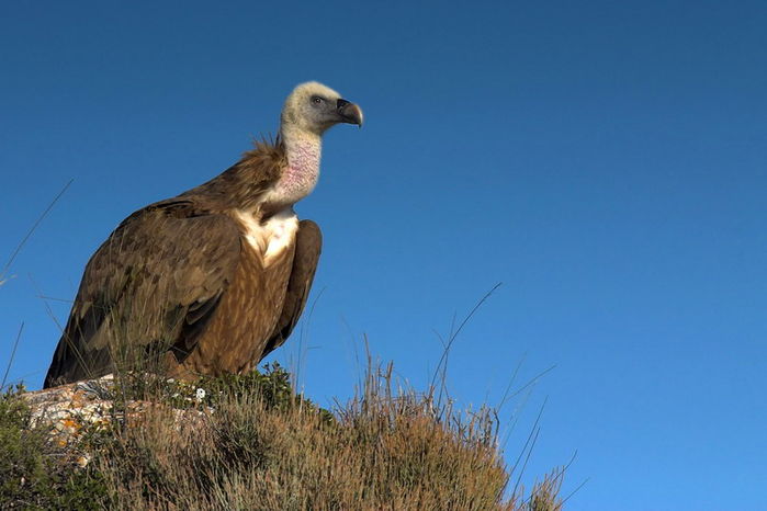 Dichos y refranes: Buitres-Burlarse