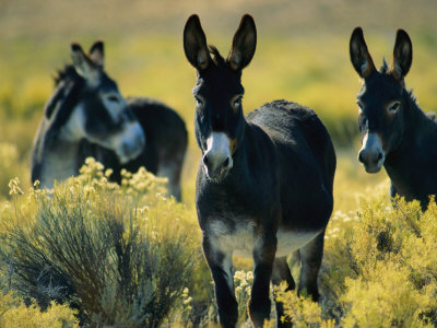 Dichos y refranes: Burros 1