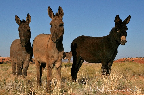 Dichos y refranes: Burros 3