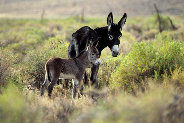 Proverbios del mundo: Burro 2