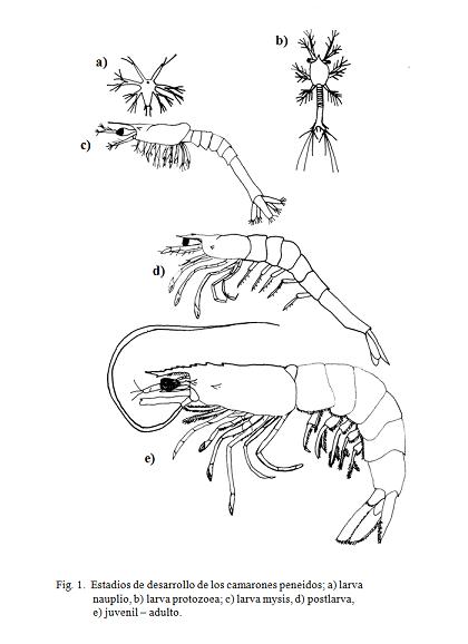 La vida de los camarones