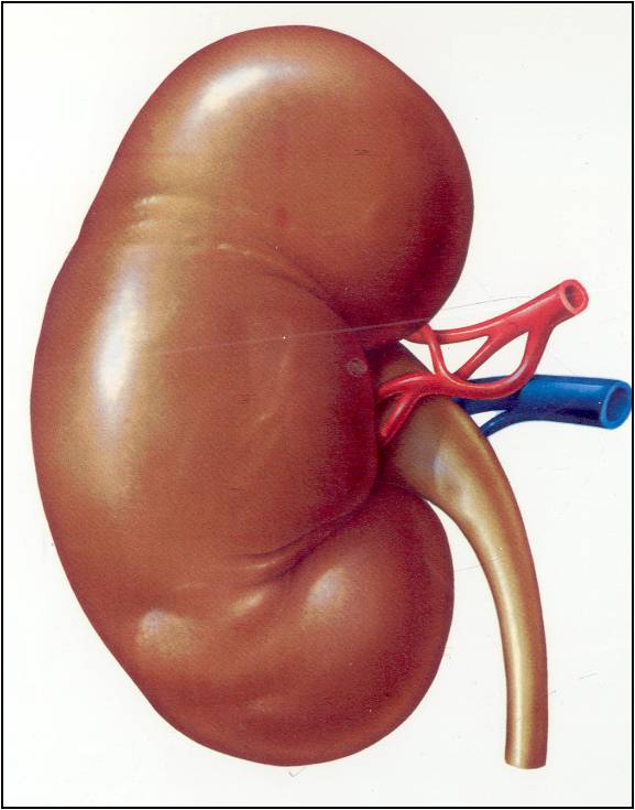 Claves para cuidar la salud de los riñones