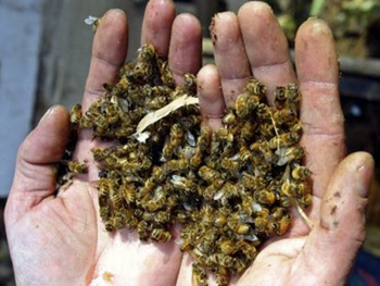 El fenómeno global de la desaparición de las abejas