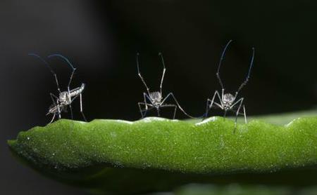 Los insistentes mosquitos