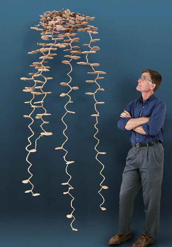 Una leve mirada al superorganismo