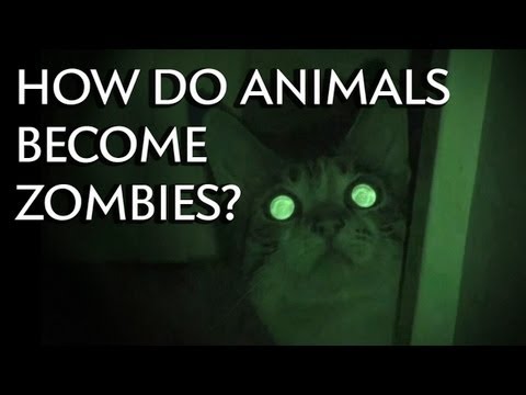 How Do Animals Become Zombies? – Instant Egghead #26