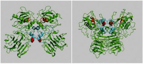 Identificada una mutación asociada al riesgo de aneurisma