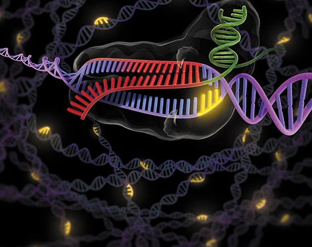¿Embriones a la carta?