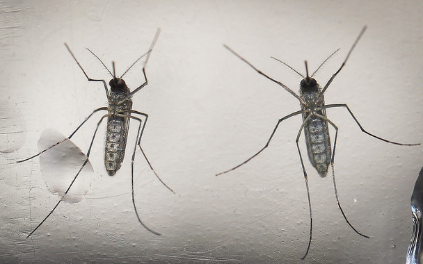 Mosquitos con genes editados para erradicar el zika