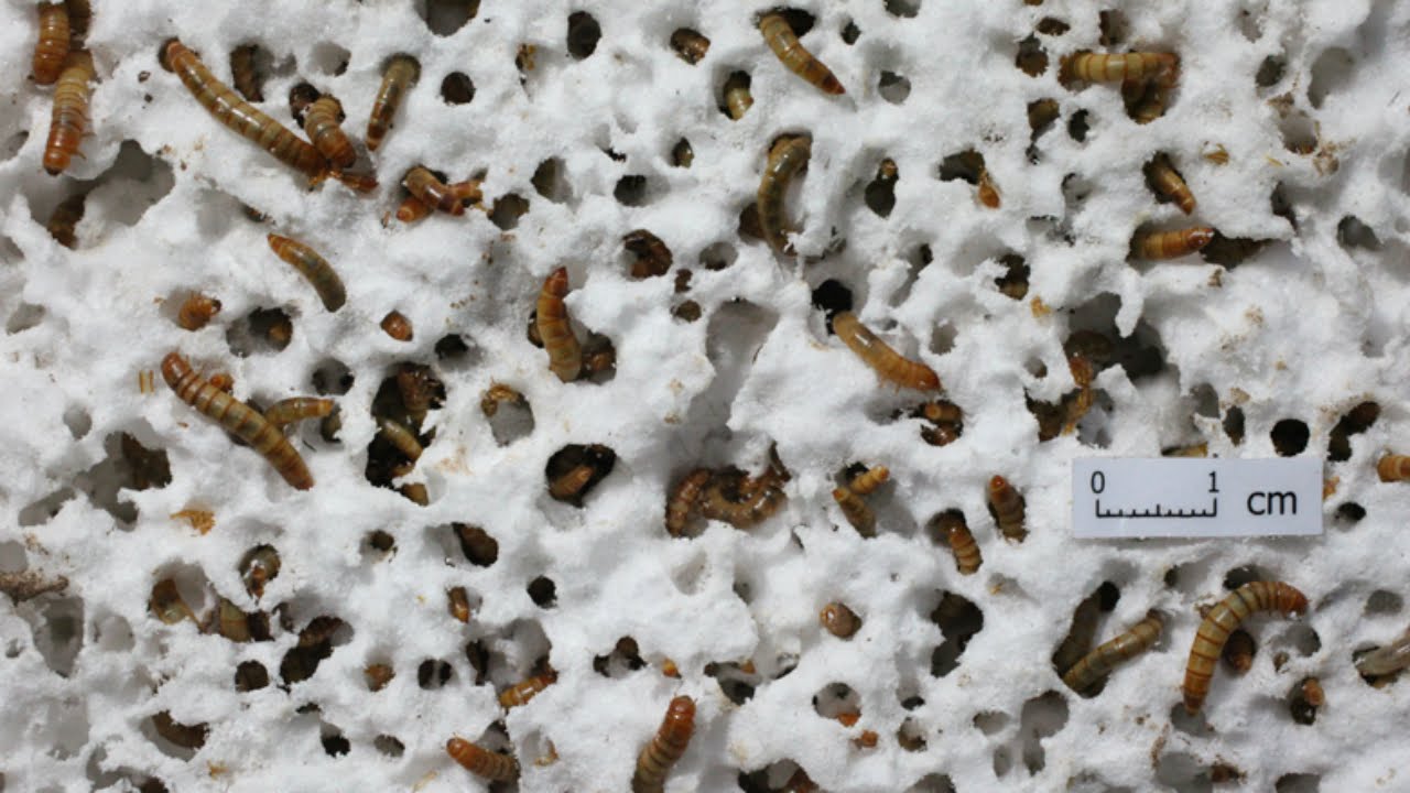 Mealworms Could Offer Plastic Pollution Solution