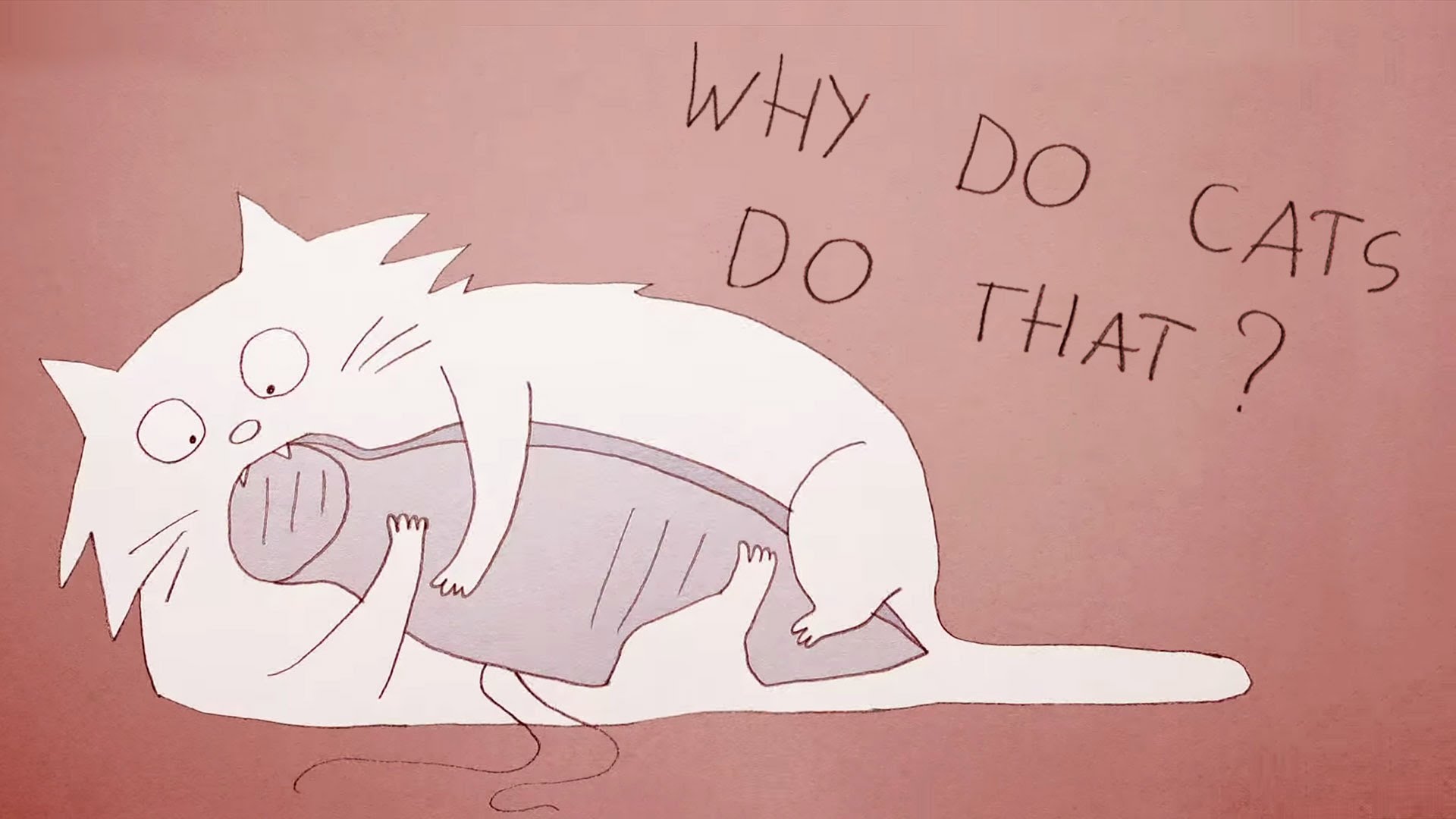 Why do cats act so weird? – Tony Buffington