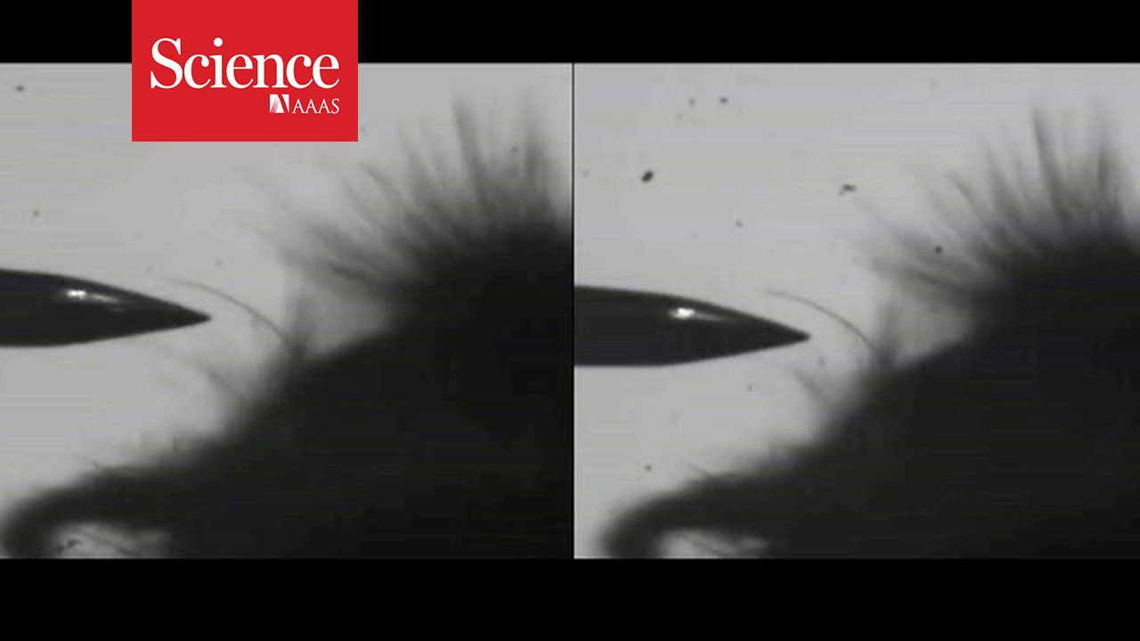 How bees detect flowers' electric fields Reporte Ciencia UANL