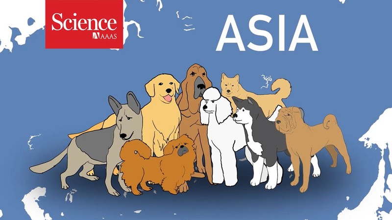 Double domestication for dogs?