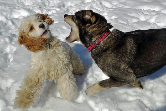 La amistad entre perros y humanos nació dos veces y en dos continentes