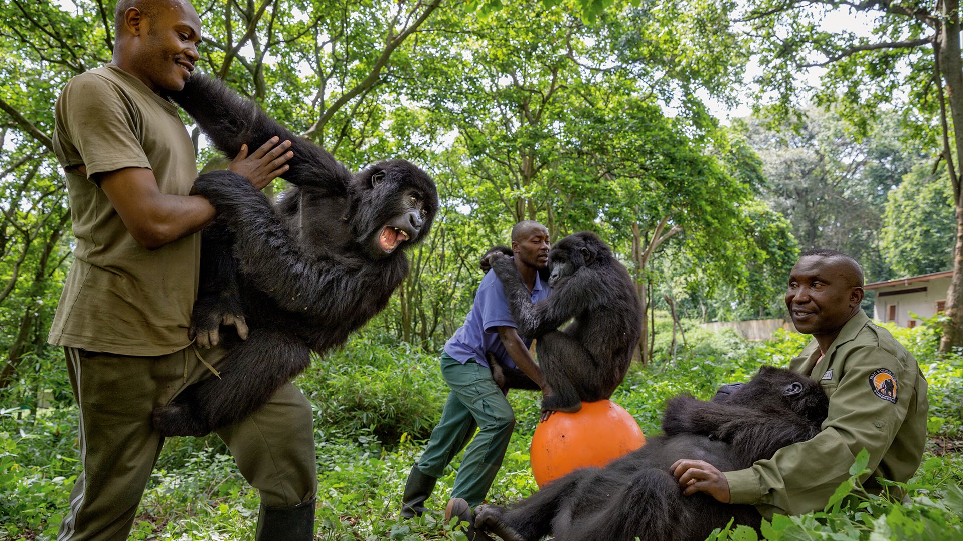 Young Orphaned Gorillas: See Their Adorable Bond With Park Rangers
