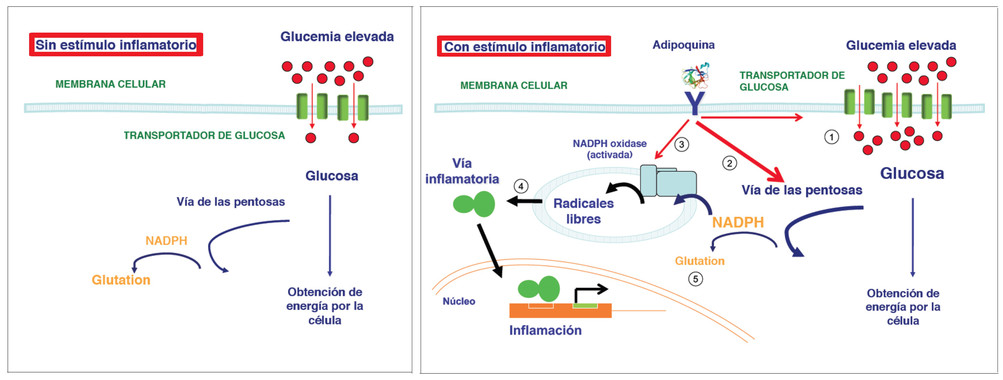 La inflamación es clave en el deterioro vascular asociado a la diabetes