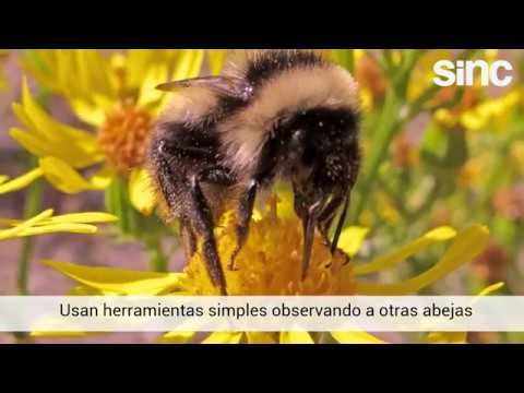 Las abejas aprenden a usar herramientas por observación