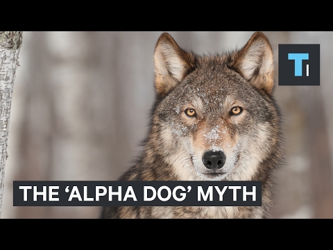 The ‘alpha dog’ myth is leading countless owners to mistreat their dogs