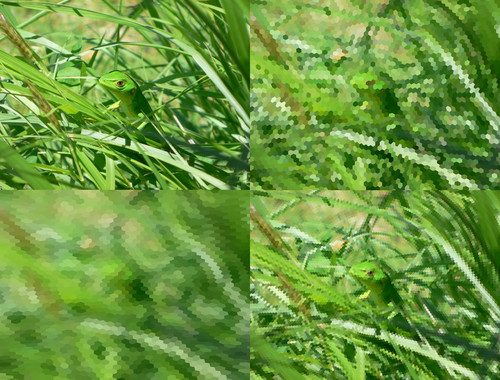 Un ‘software’ muestra cómo ven los animales