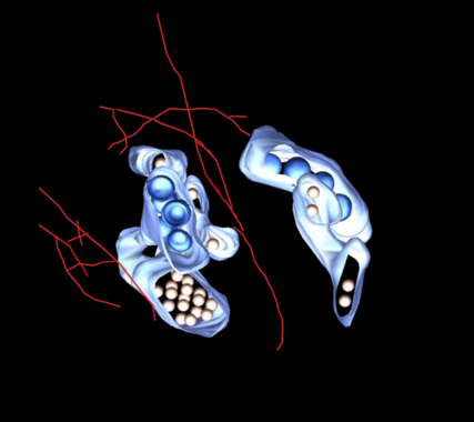 Cómo modifica el zika las células humanas