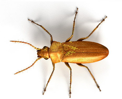 Un escabarajo en ámbar, primera prueba de polinizador de plantas sin flor del Cretácico