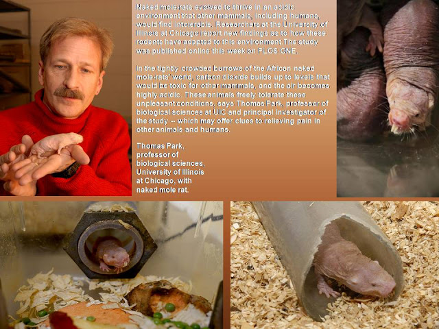 Naked mole-rats become plants when oxygen is low