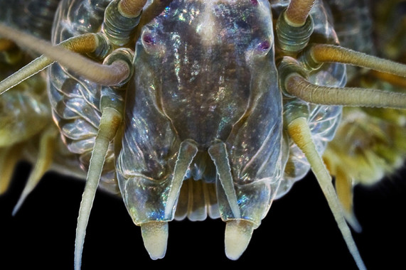 Un material inspirado en un gusano marino cambia según el entorno