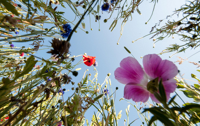 “Las plantas son mucho más sensitivas que los animales”