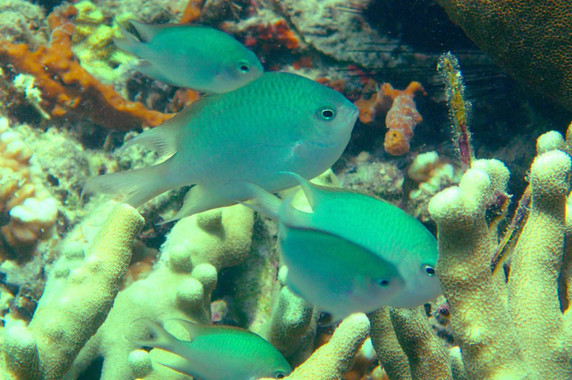 Descubren un nuevo pez de arrecife que cuida de sus crías
