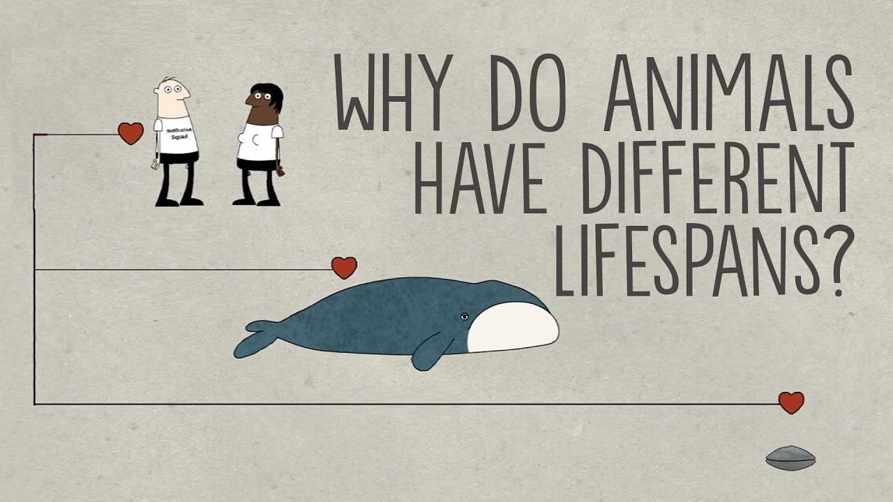 Why do animals have such different lifespans? – Joao Pedro de Magalhaes