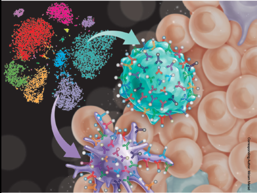 Atlas de células inmunitarias de los tumores para mejorar el tratamiento