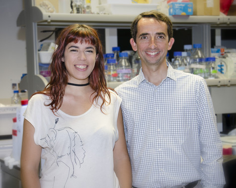 Cómo se forman los surcos que aumentan la superficie de la corteza cerebral