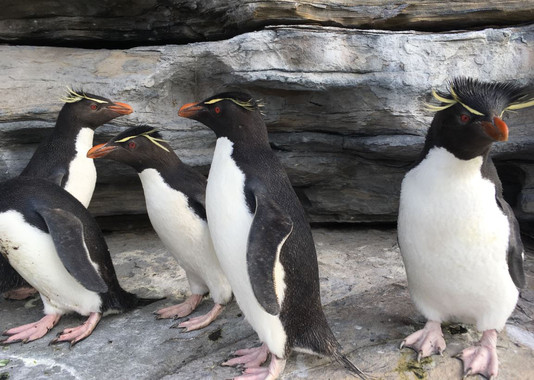 Un corto de realidad virtual para salvar a los pingüinos