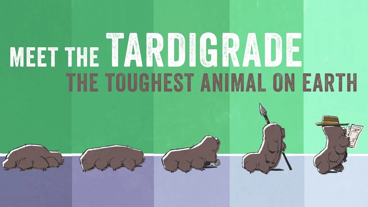 Meet the tardigrade, the toughest animal on Earth – Thomas Boothby