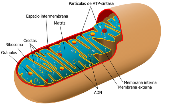 Las mitocondrias ‘enseñan’ al intestino a defenderse de la inflamación