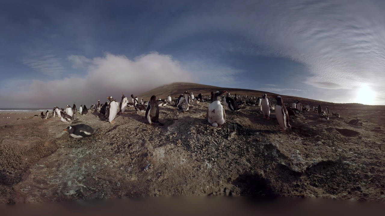 Walk with Penguins in immersive 3D experience