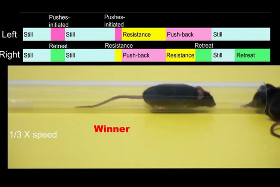 ¿Cuál es la clave para ser macho alfa?